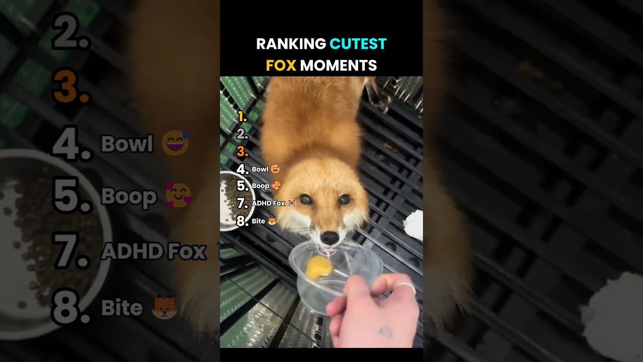 Ranking The CUTEST Fox Moments Ever! 🦊✨