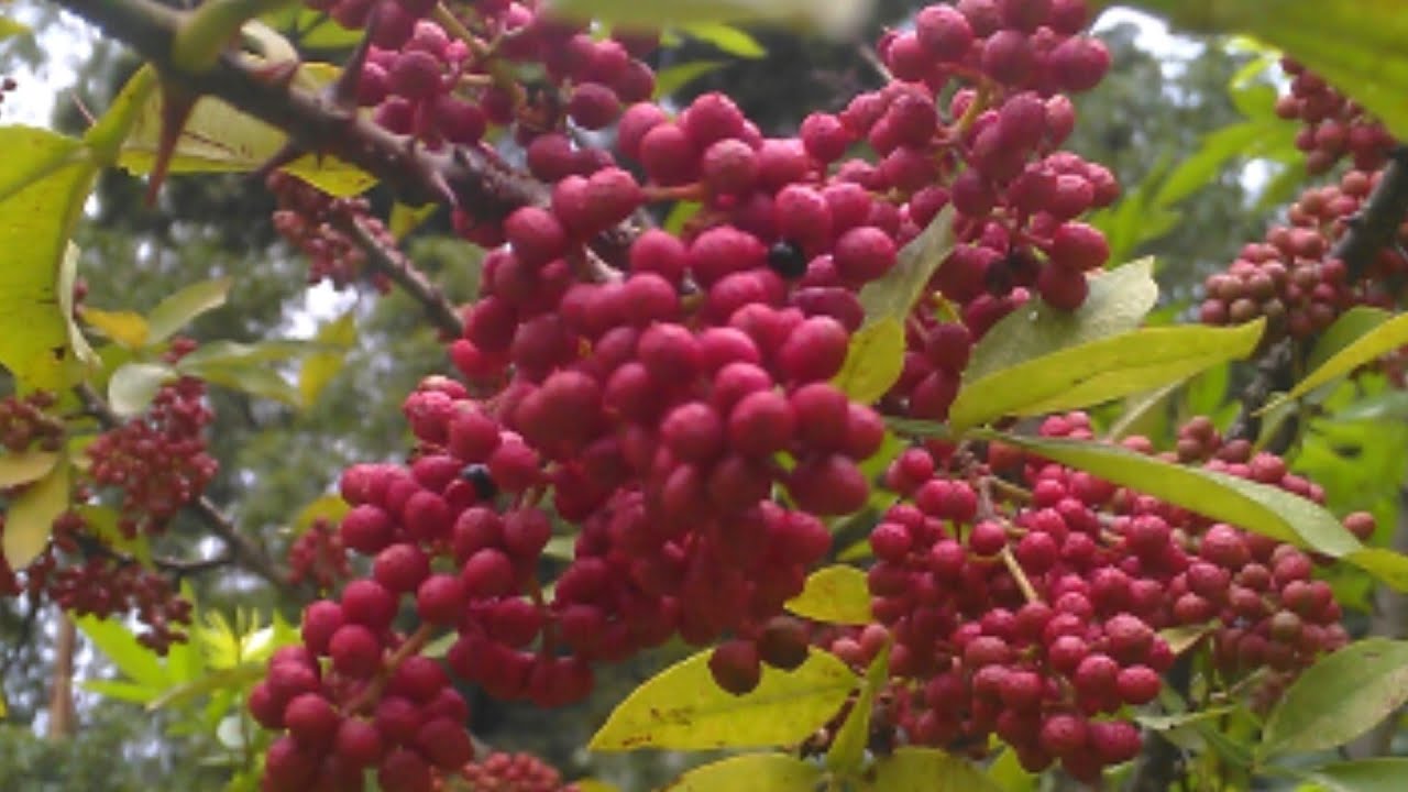 टिमरू  | टिमूर | timru | tephal | zanthoxylum armatum | Sichuan pepper | medicinal plant | timur