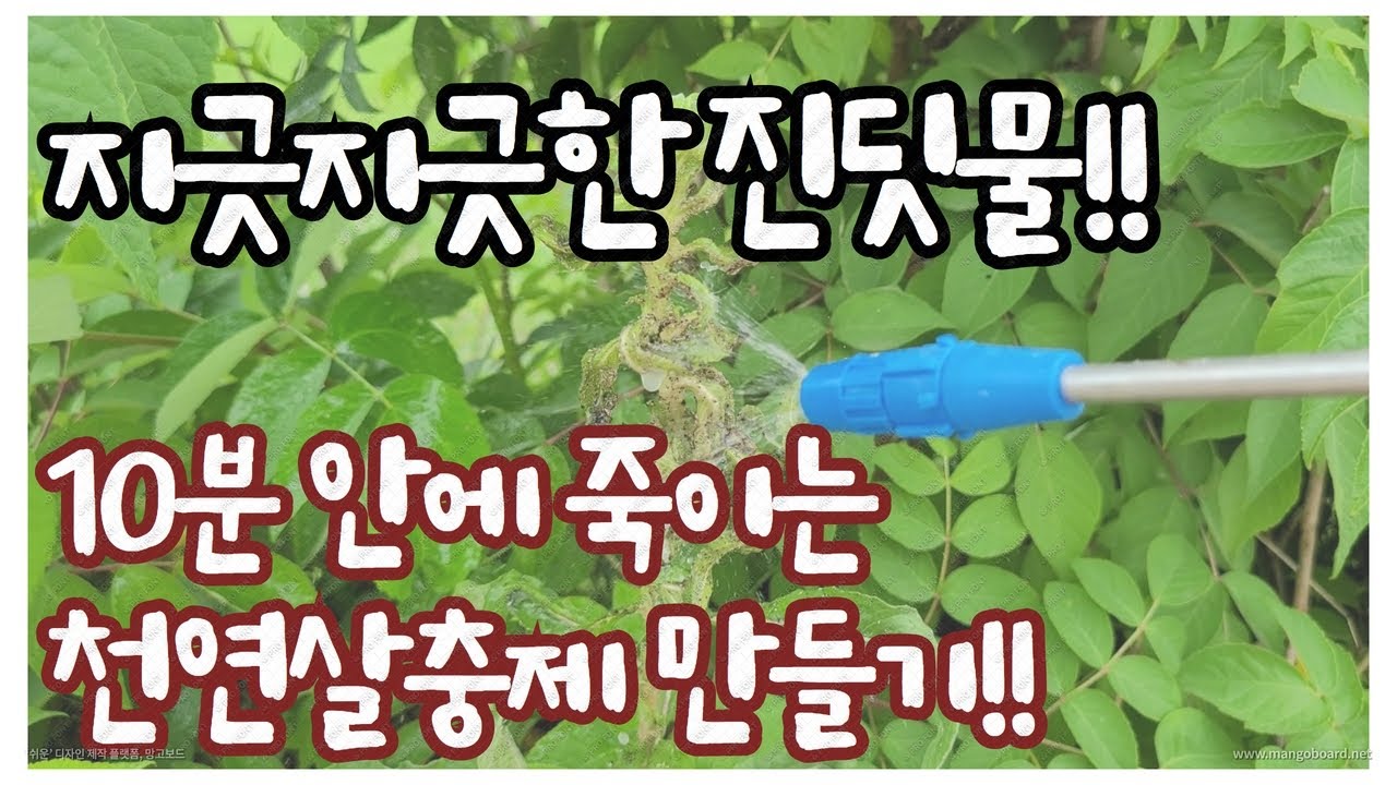 진딧물,총채벌레,굴파리 잡아주는 천연살충제 만들기!!!