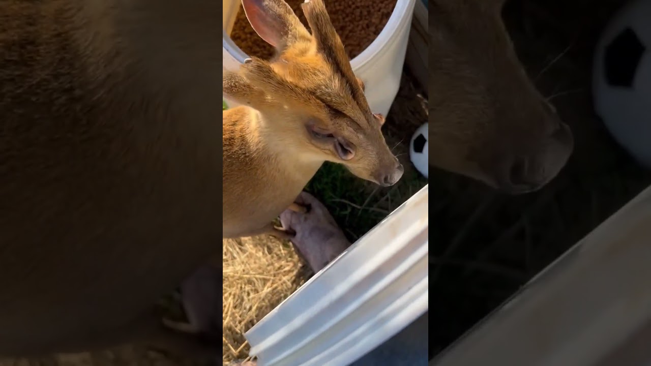 Barking Deer 🦌By Wild Adventures