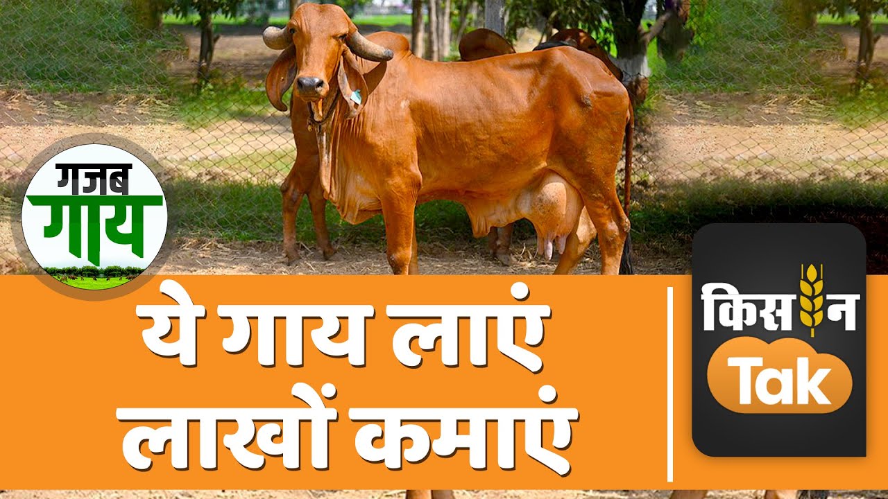 Gir Gaay: गिर गाय की क्या है खासियत, जानें इसके बारे में सबकुछ | Kisan Tak