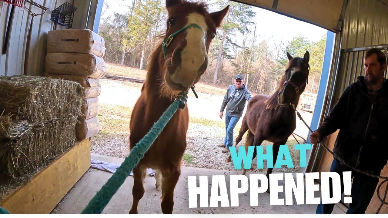 ЧТО СЛУЧИЛОСЬ С ЛАКОТОЙ И БОТИНКОМ?....Отправляемся к ветеринару!