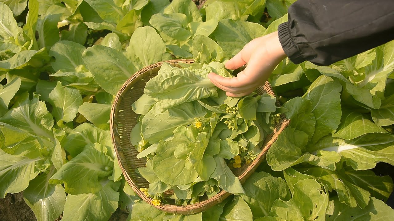 SLOW LIVING | Picking Vegetables From My Garden || 治愈 | 日常摘菜