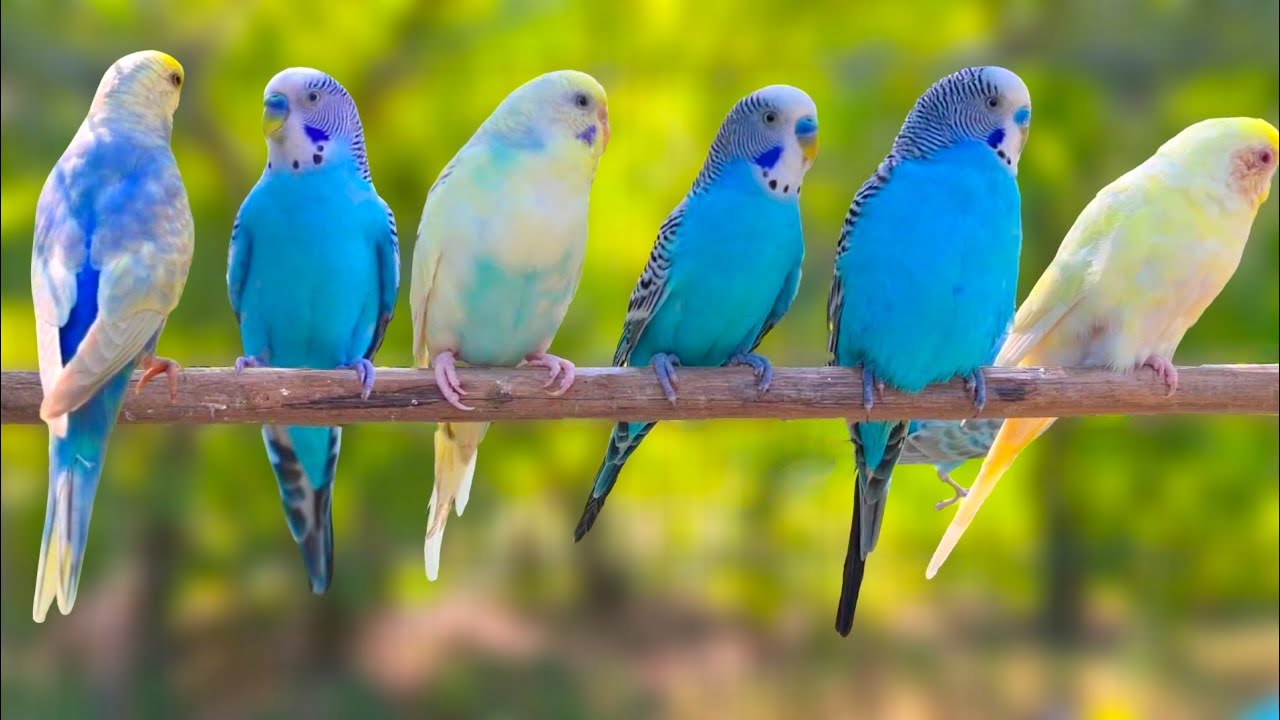 12 Hour of Budgie Best Friends Talking, Playing and Singing - Mango and Chutney
