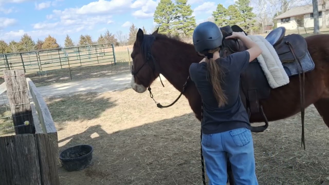 Saddling Up Yak #Horse #colt #bay #trust