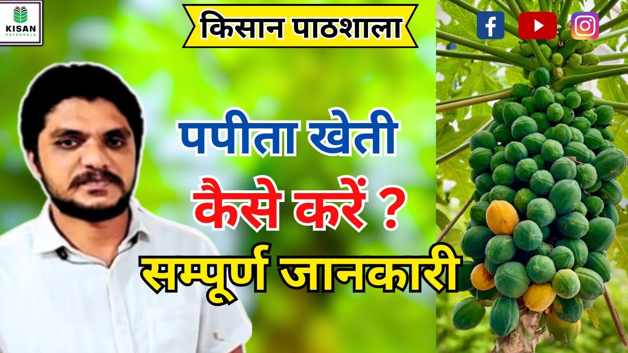 786- पपीता खेती शुरुवात से अंत तक कैसे करे Papaya Farming किसान पाठशाला BALRAM KISAN 9425738222