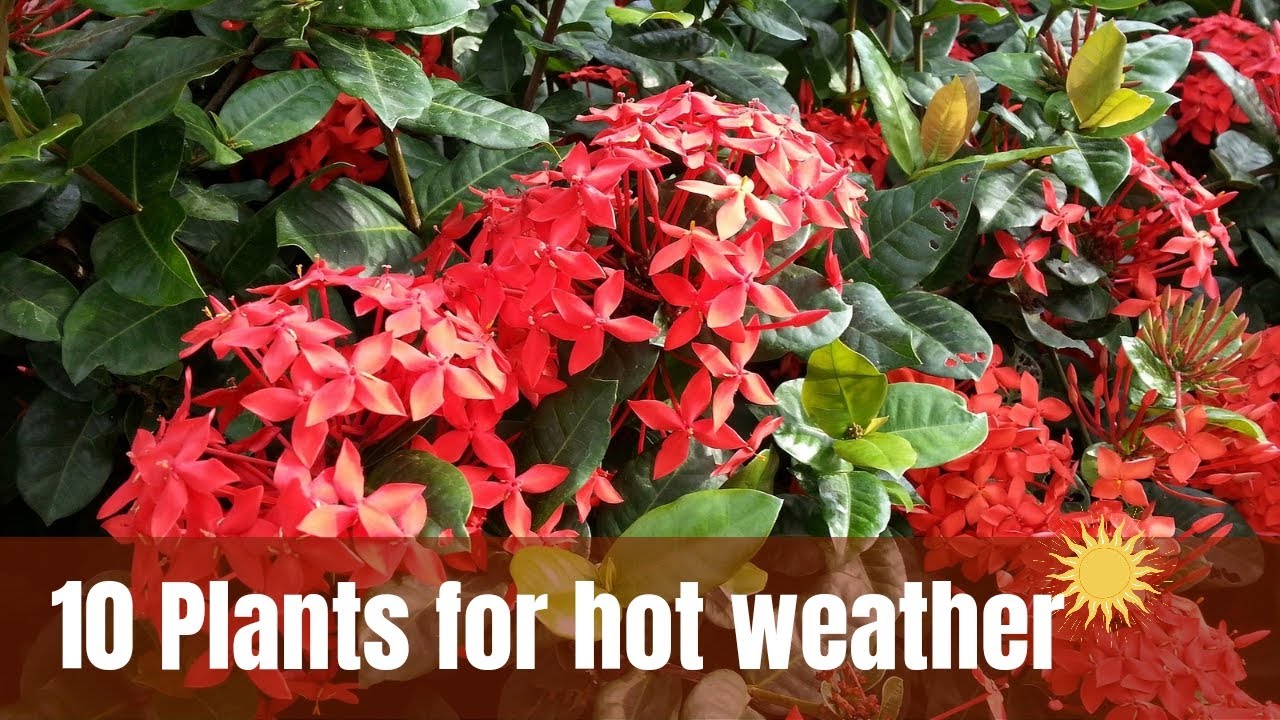 Plants for Hot Weather | 10 Plants for Hot Climates