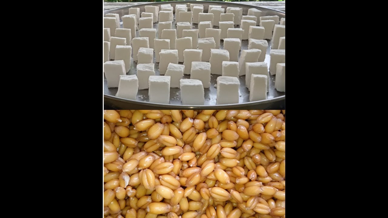 Buğda nişastası
