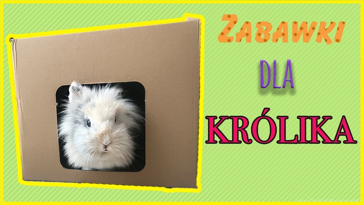 Zabawki i plac zabaw dla KRÓLIKA | Uszatkowe Rady