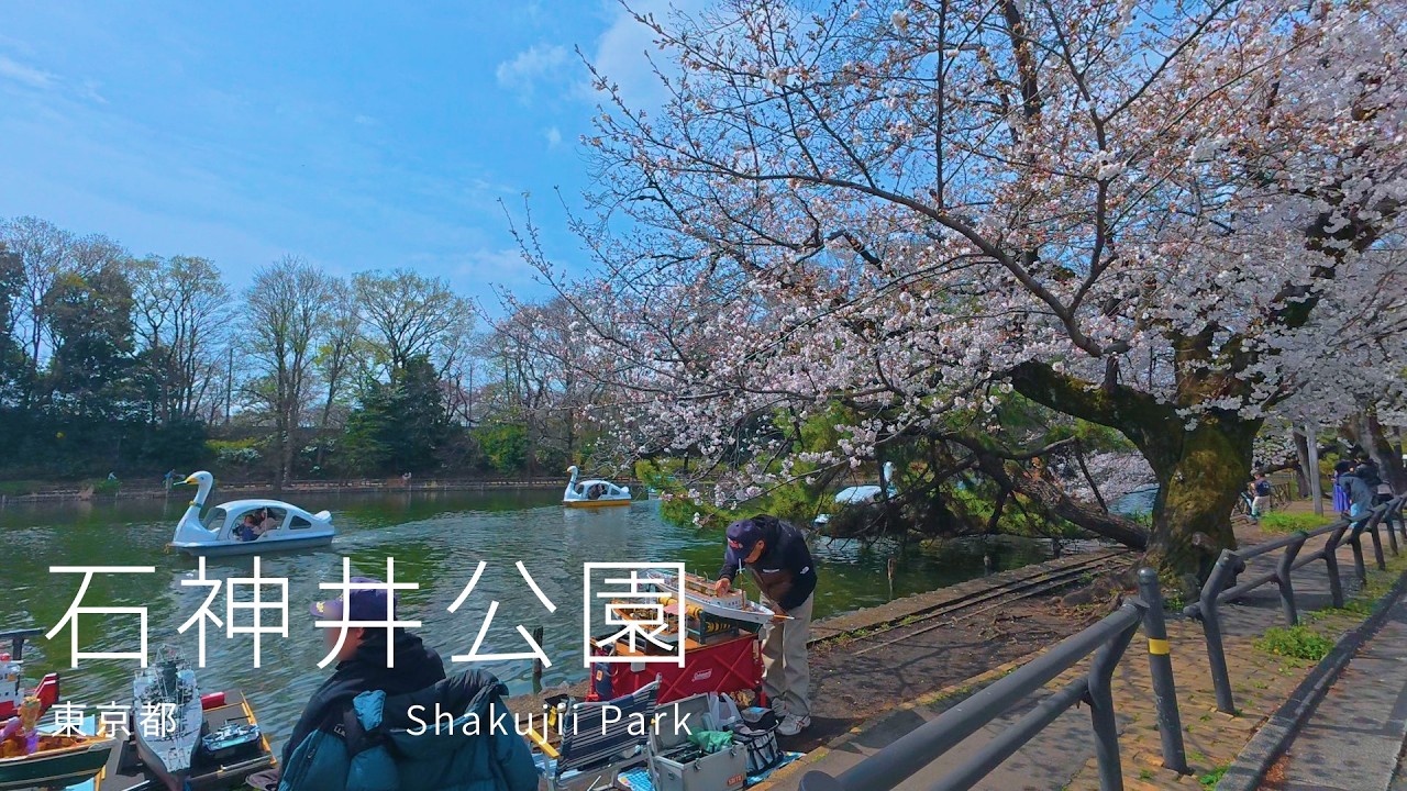 【4K・POV】東京都練馬区 石神井公園を散歩