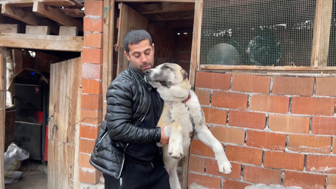 MAALESEF SONCU DİŞİYİ KURTLAR PARÇAL…