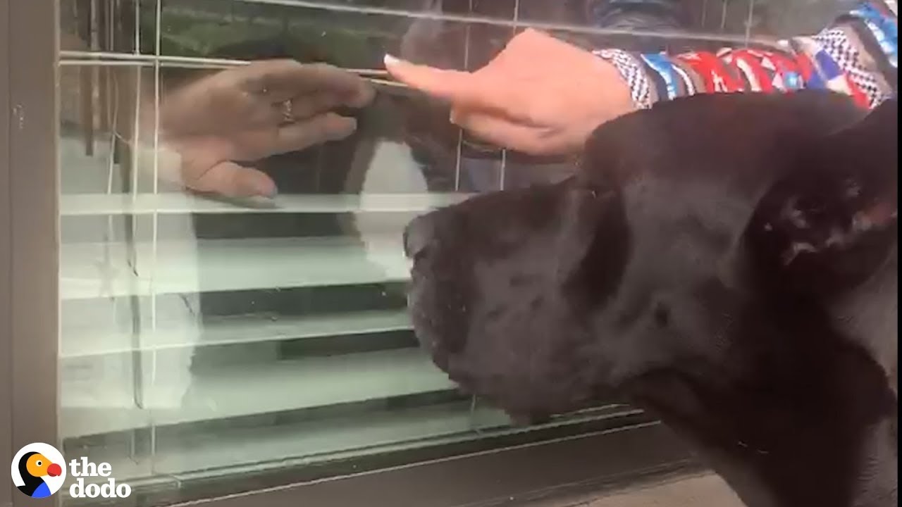 Nursing Home Residents Are So Excited To See Their Favorite Dog Through The Window | The Dodo