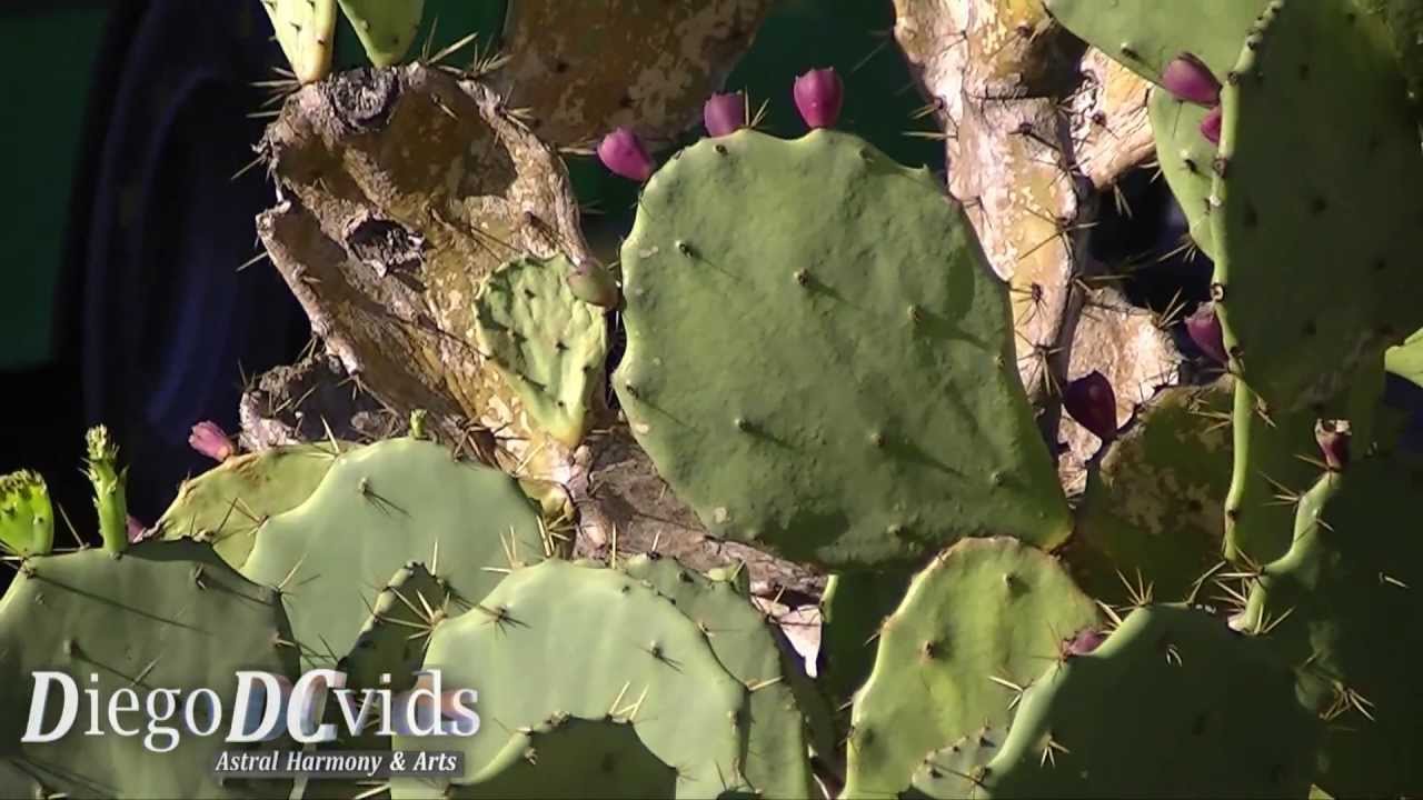 Opuntia species (Opuntieae - Opuntioideae - Cactaceae) nopales, paddle cactus,  サボテン
