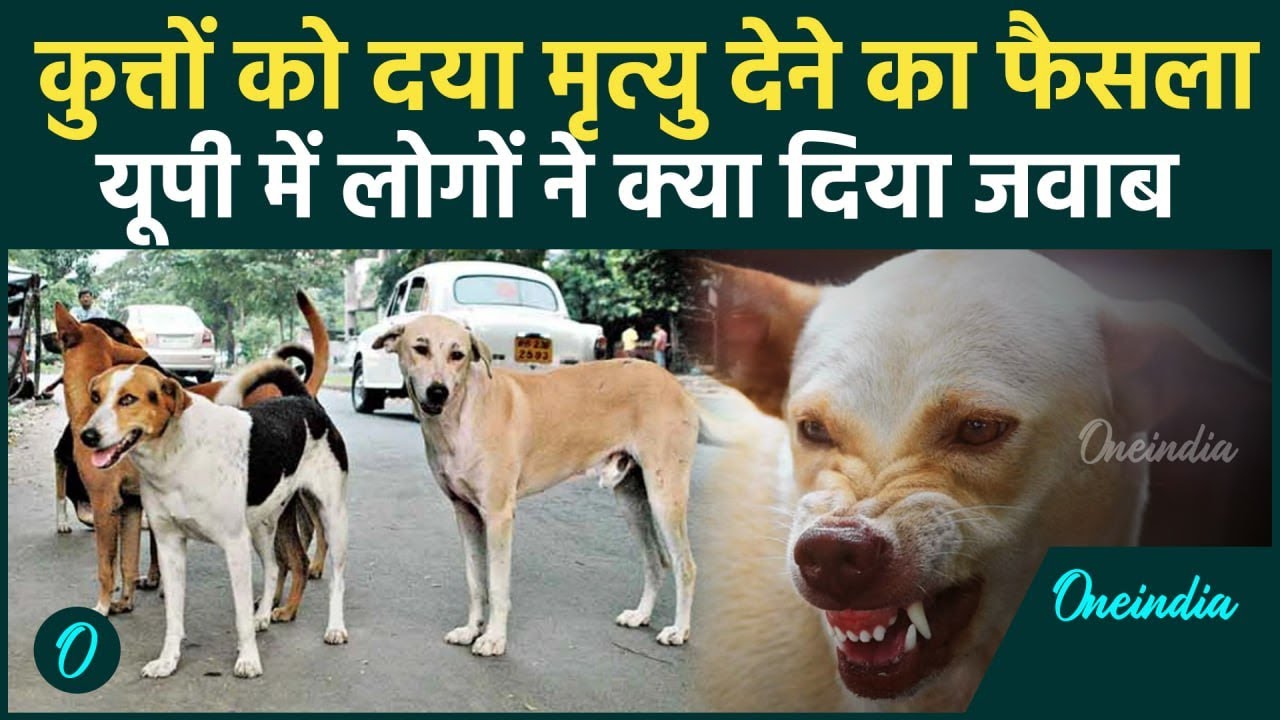 Kerala Stray Dogs: लाचार कुत्तों को मारने का आदेश, डॉग लवर्स का समर्थन या विरोध | वनइंडिया हिंदी