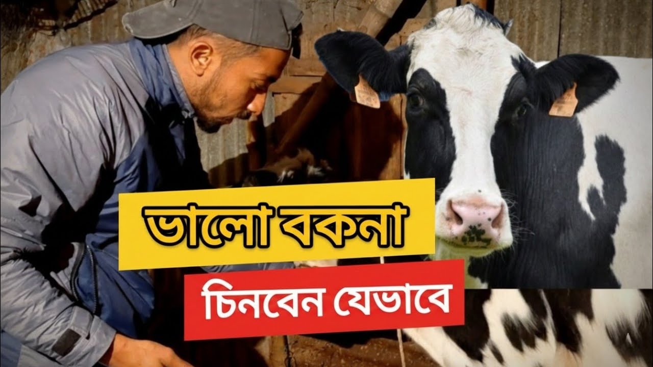 হাটে গিয়ে বকনা কিনবেন? এই ভিডিও না দেখলে ঠকবেন | হলিস্টিন ফ্রিজিয়ান বকনা চিনার উপায় 🐄 #খামার #বকনা