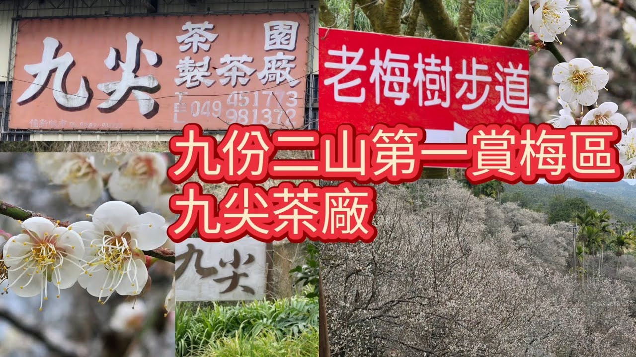2026.1.12.九份二山第一賞梅區.九尖茶園製茶廠賞梅區。