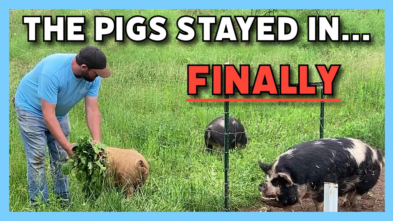 How to Keep Kune Kune Pigs IN: Woven Wire Fence Design That Actually Works