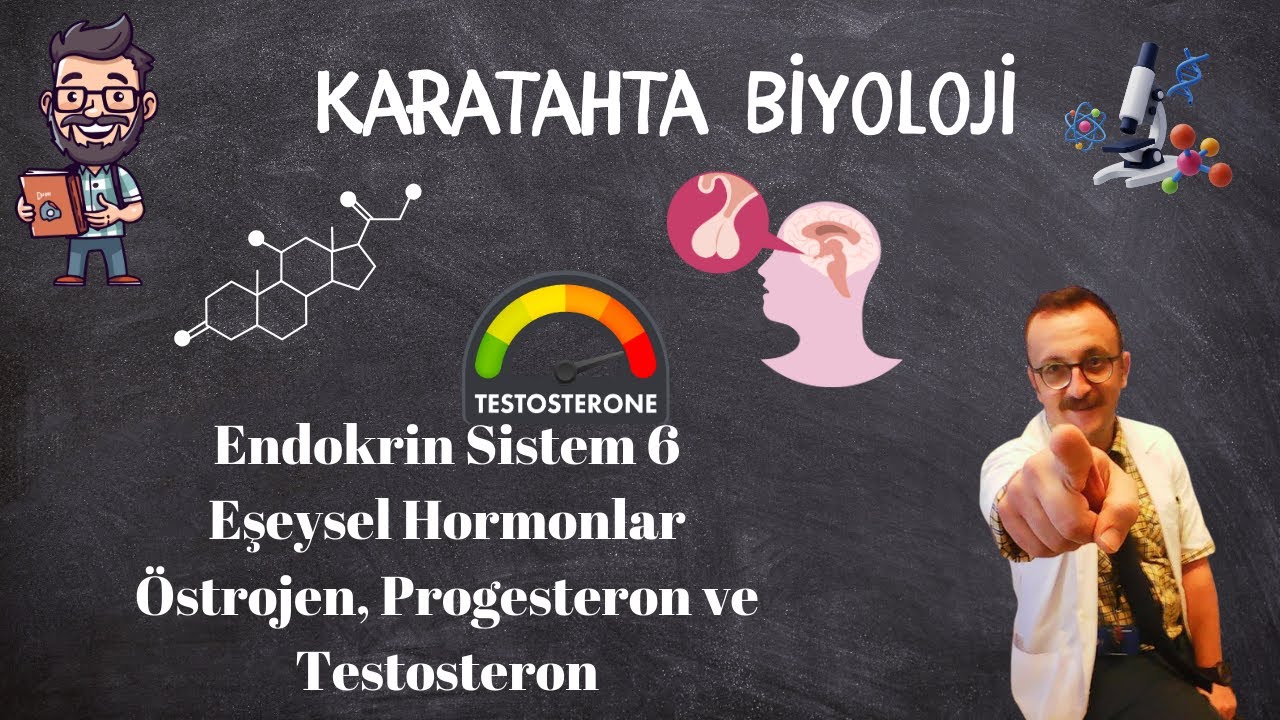 Hormonlar 6 Eşeysel Hormonlar &Ouml;strojen, Progesteron ve Testosteron