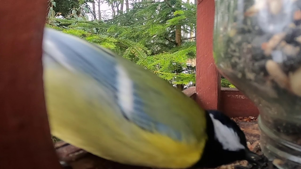 24I2021 PTAKI KARMINK CZEKAJ SIKORKI 4m sikorka modra   blue tit  parus caeruleus