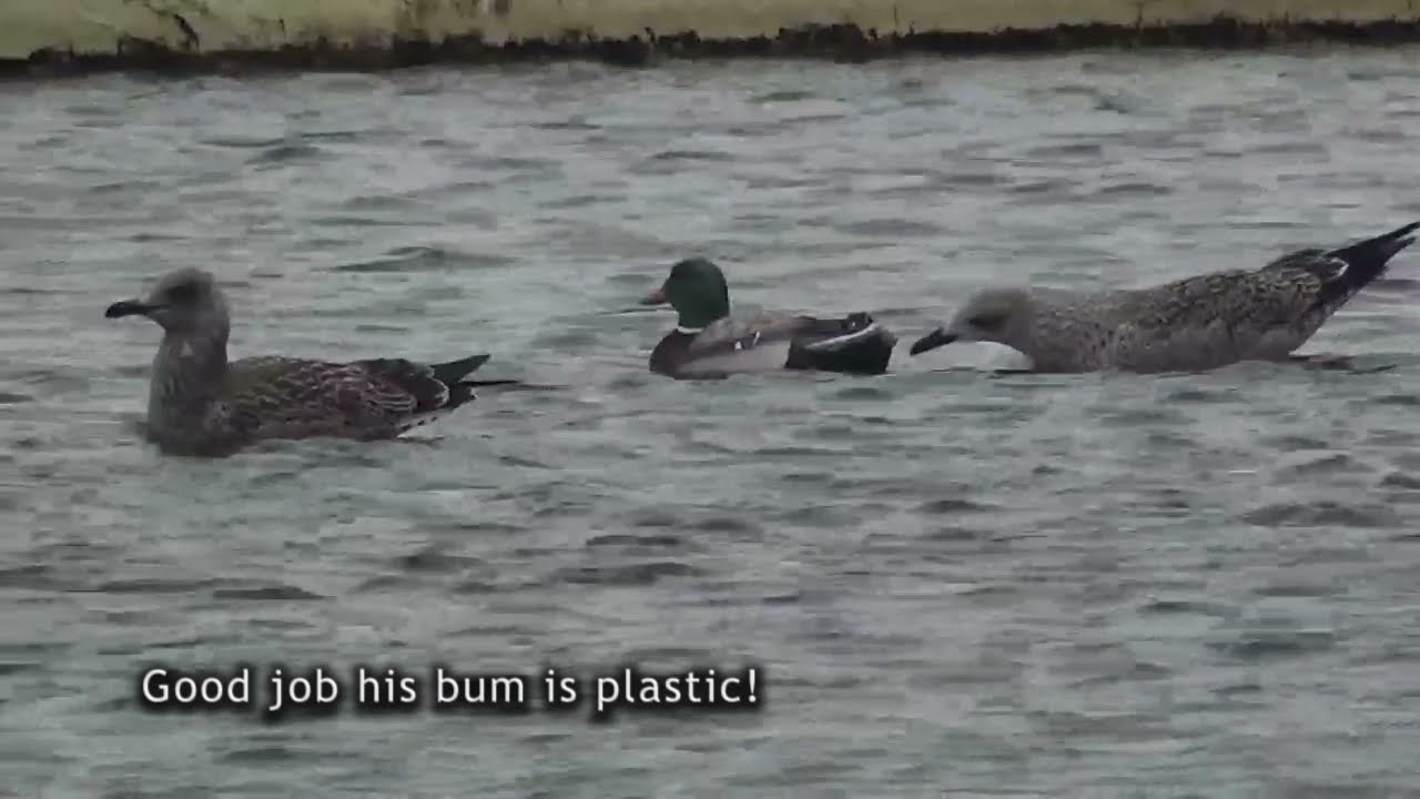 Mallard Duck RC Boat - animal reactions