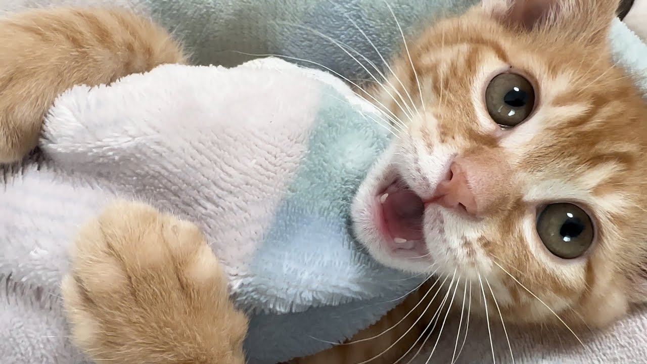 지랄묘 입 속 구경