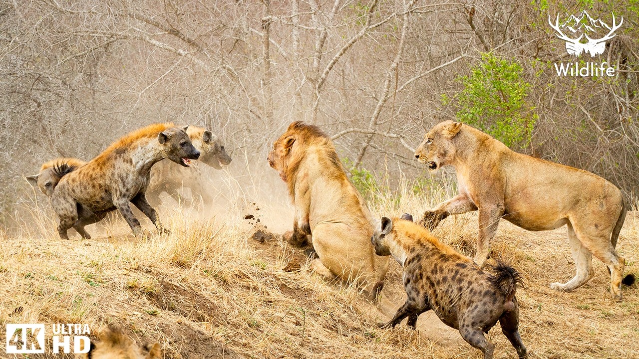 WHEN PREDATORS COLLIDE | The Most Brutal Animal Rivalries | Nature Animal Documentary