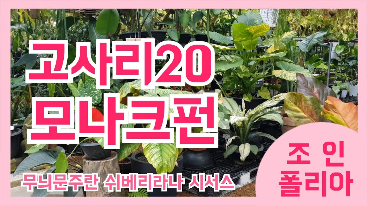 조인폴리아 식물이름 가격 키우기정보 고사리20여종 모나크펀 쉬베리아나 에피프레넘 피나텀 시서스