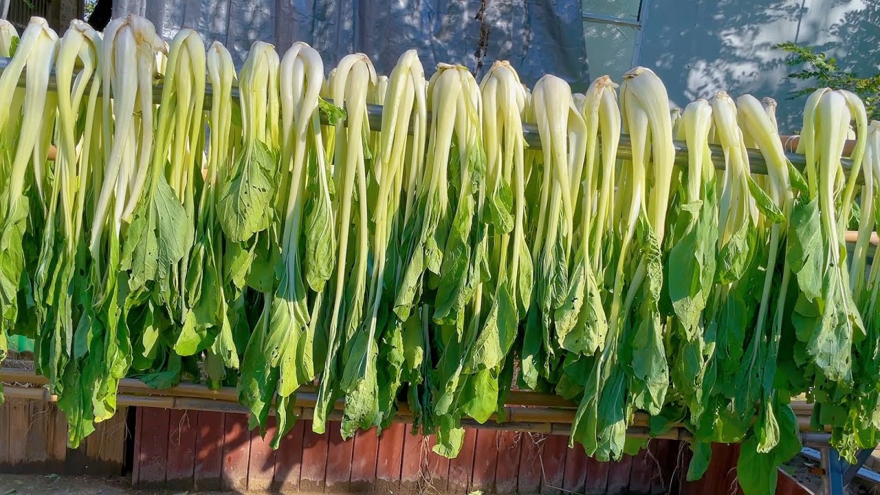 把青菜腌成冬菜，比新鲜的还好吃，冬天蒸包子超香，我家要年年晒