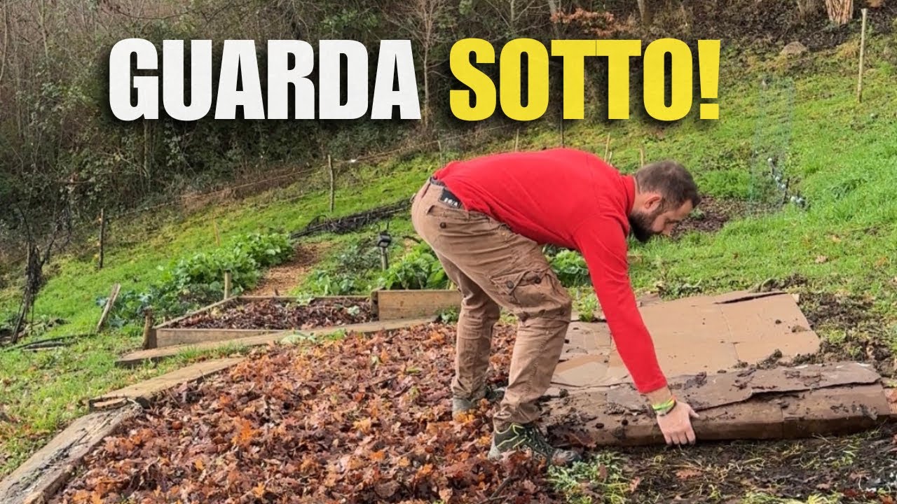 PACCIAMATURA: cartone o foglie| QUALE MIGLIORA IL TERRENO?