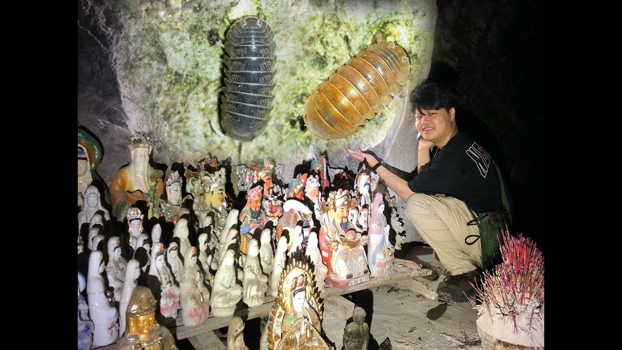 Albino Isopods in Temple