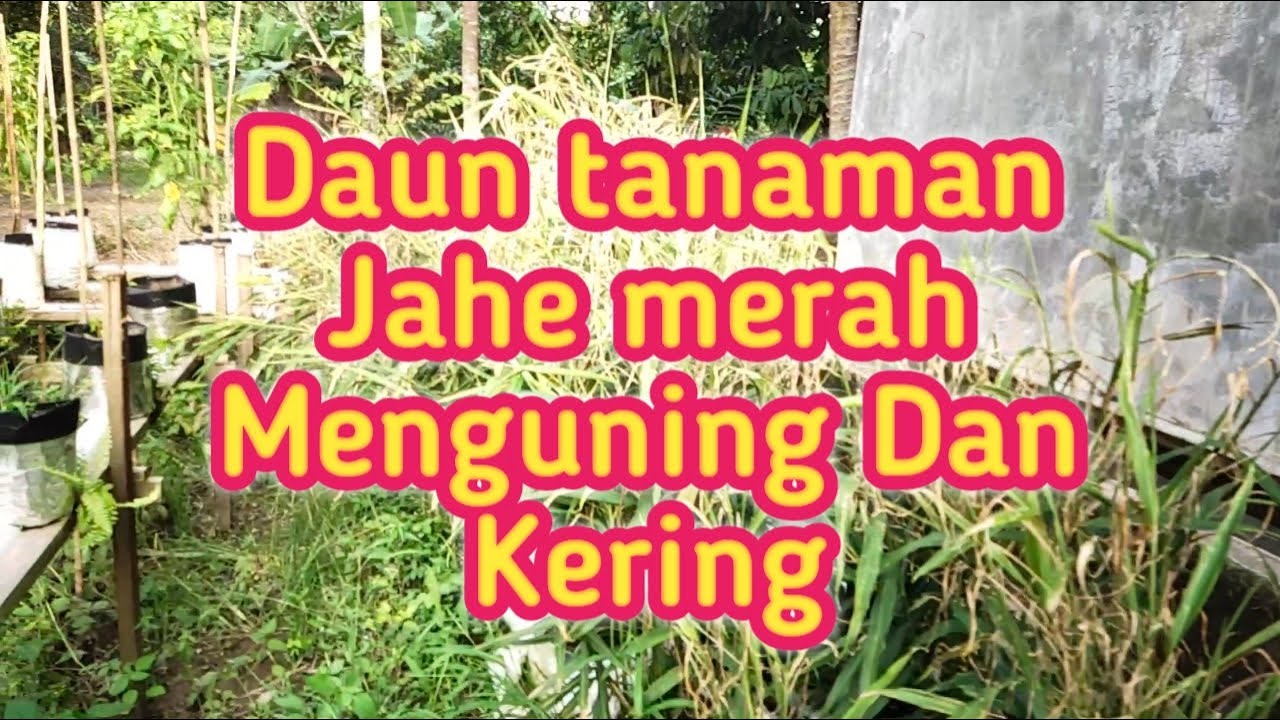 Bagaimana cara mengatasi Daun jahe Merah yang  Menguning