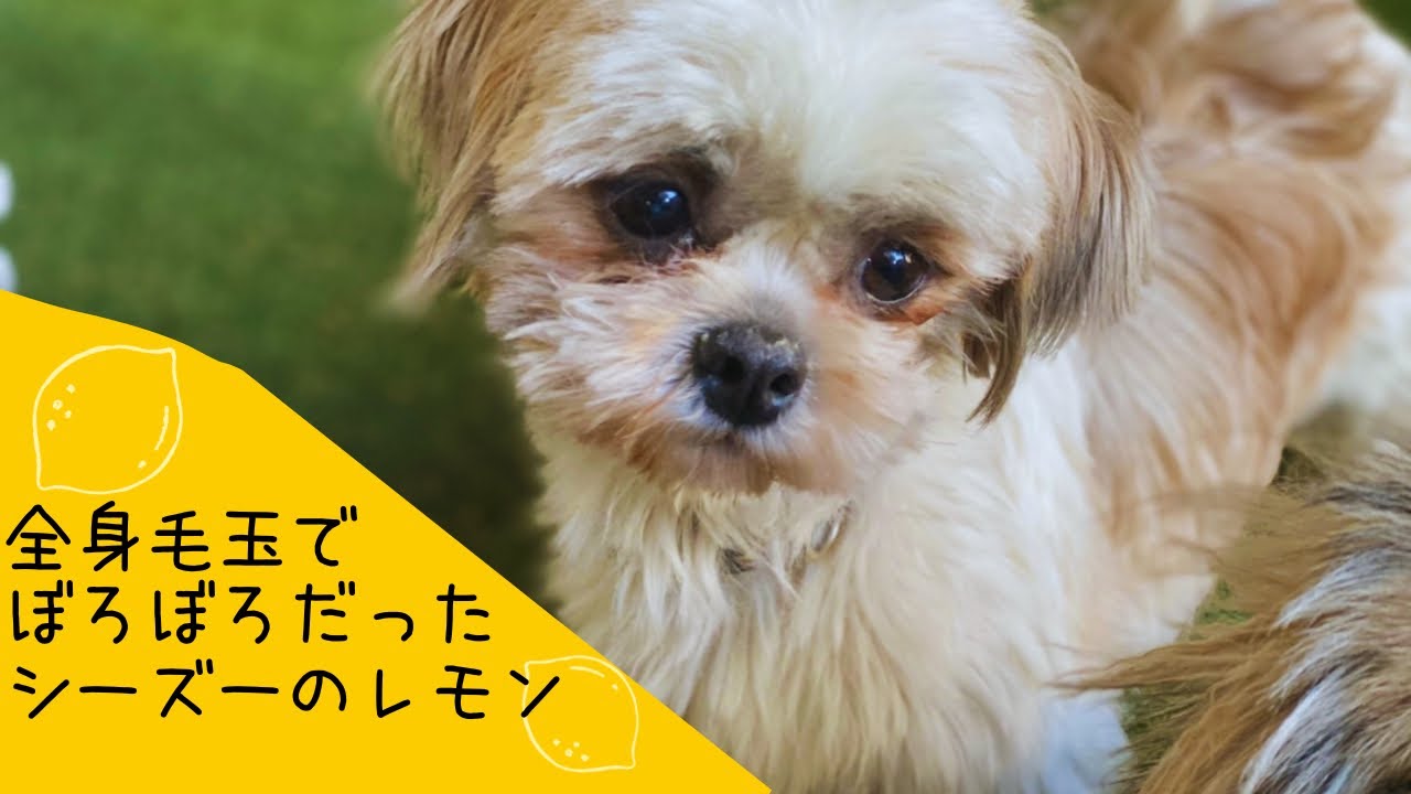 全身毛玉でぼろぼろだった シーズーのレモン