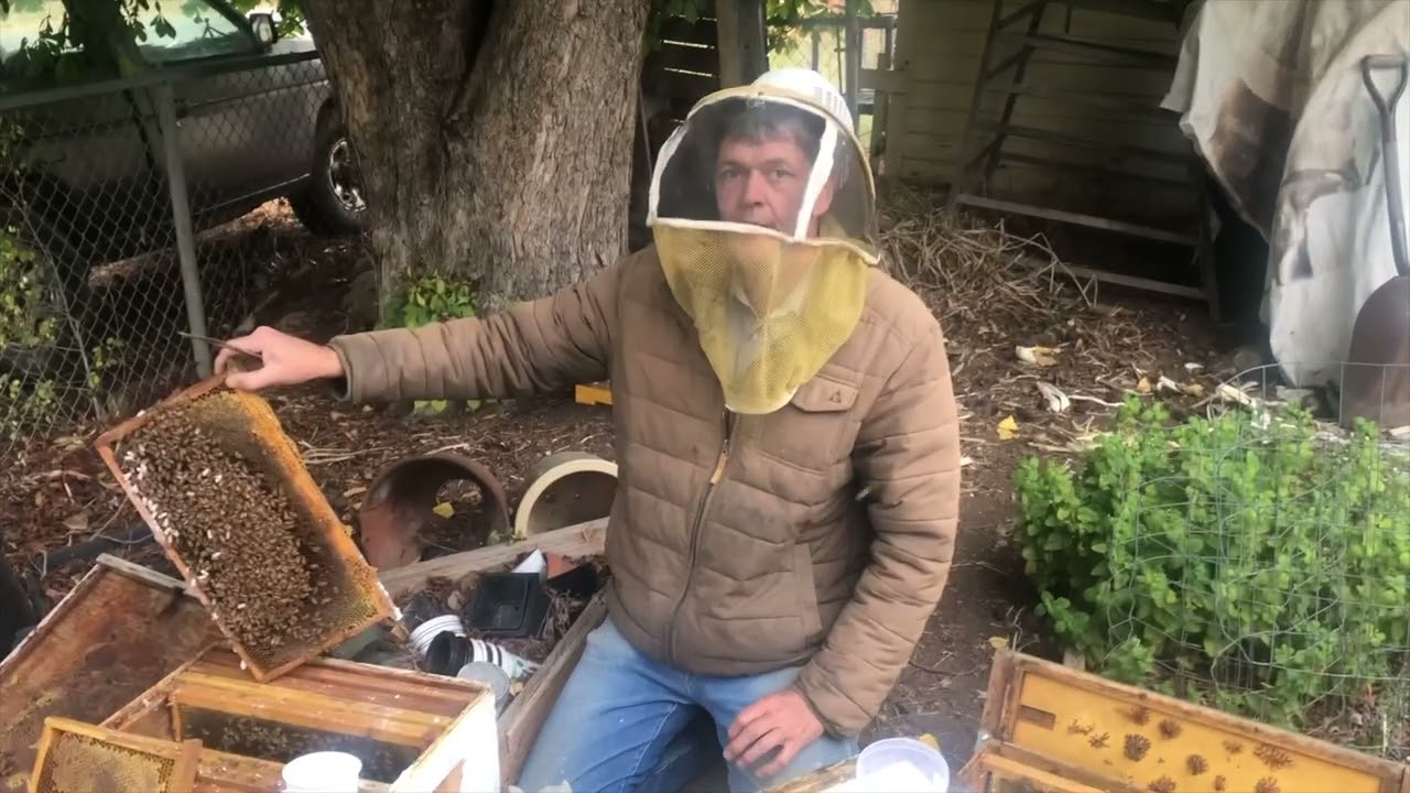Testing for Varroa Mites DIY Sugar Shaker Method versus Alcohol Wash