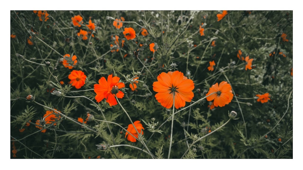 Orange Wildflowers in 4K | Vibrant Digital Wall Art for Frame TV (2h Loop)