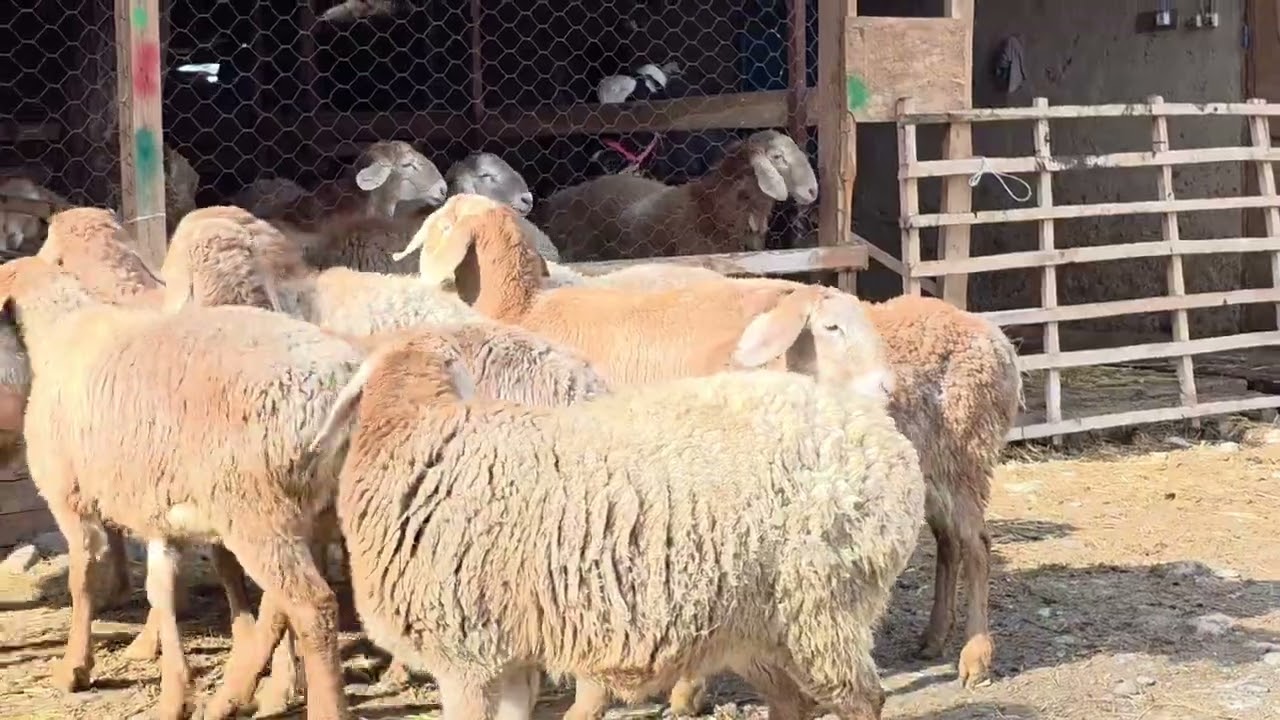Соонун Арашан козулар сатылып жатат 🔥🔥🔥0777959547