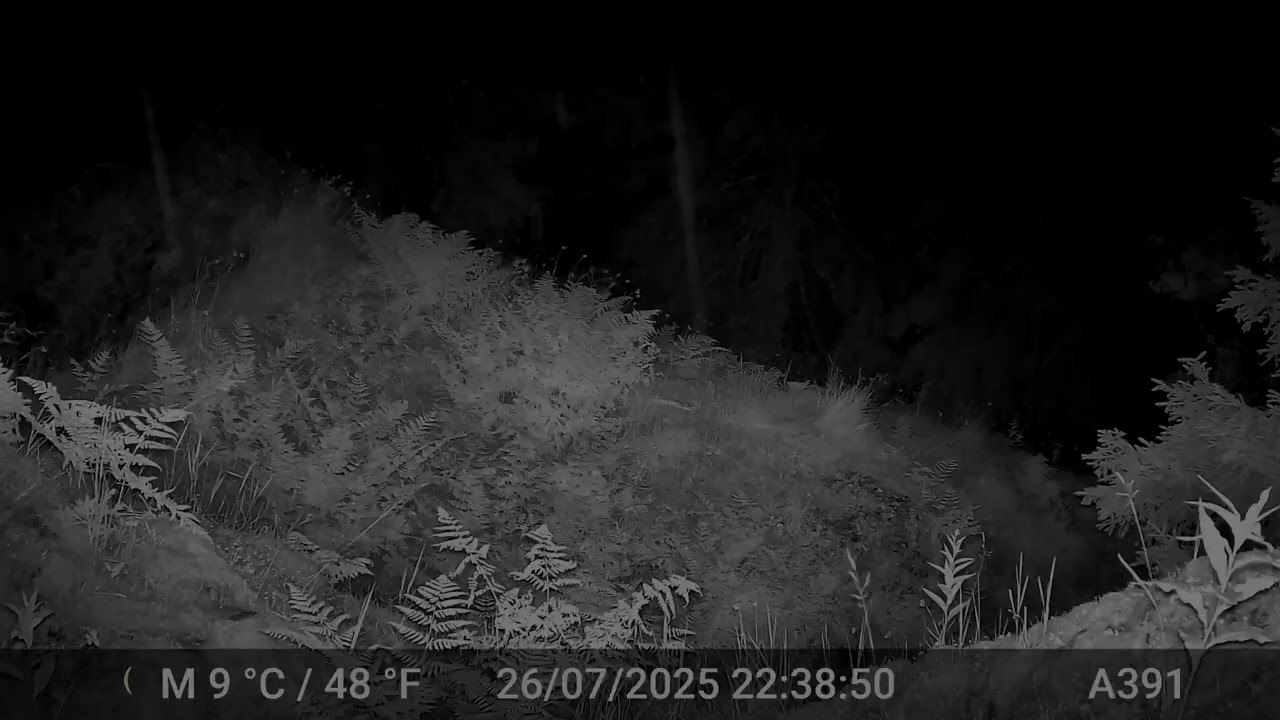 piège photo - un loup solitaire en Savoie.