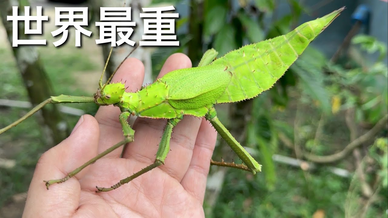 マレーシアの森で世界最重量の虫、サカダチコノハナナフシを捕獲！