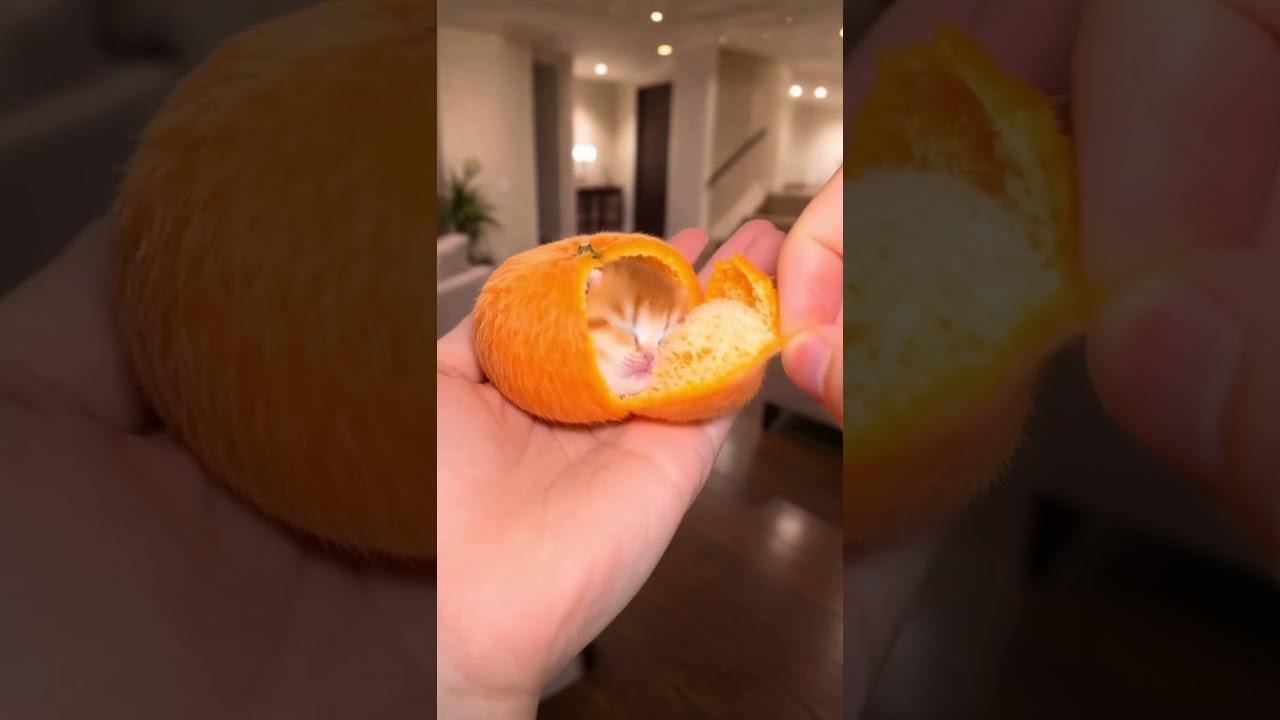 Orange cat transformation 