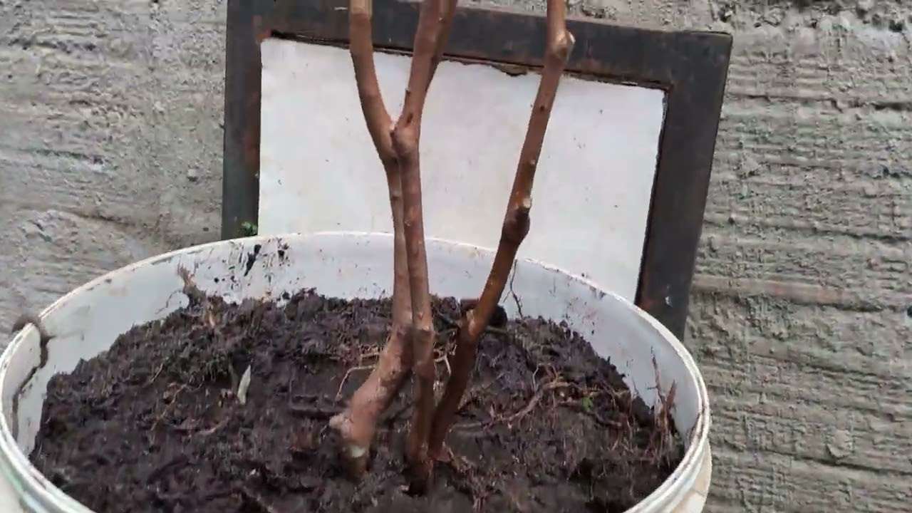 Mais algumas plantas para a roça.