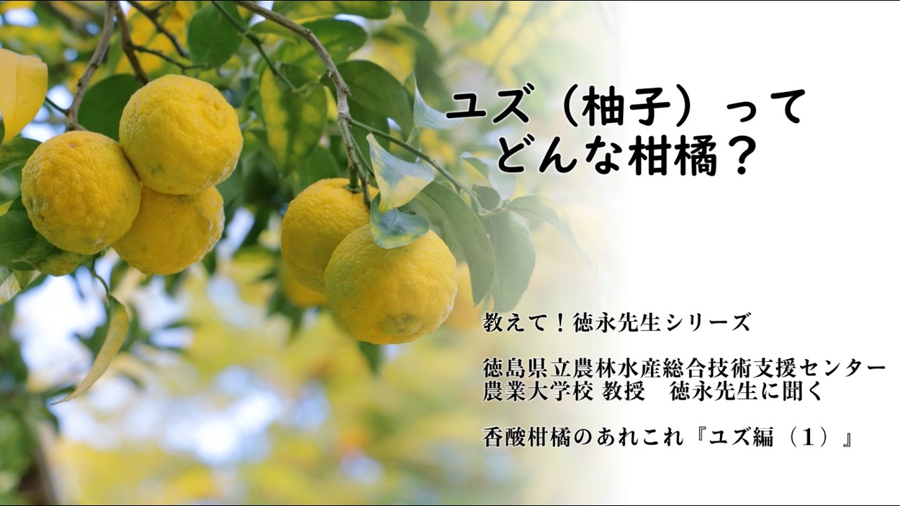 教えて！徳永先生シリーズ『ユズ（柚子）ってどんな柑橘？』