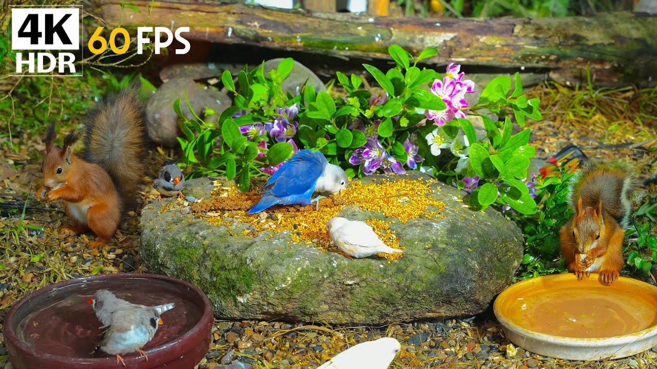 Cat TV Magic 🕊️ Birds & Squirrels Enjoy Spring on Birdtables 🐿️ Nature Videos for Cats in 4K HDR