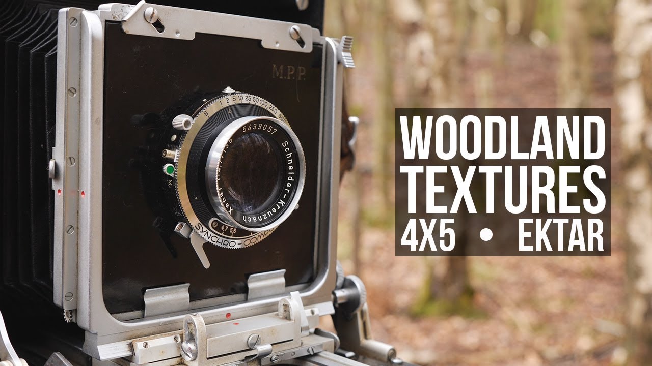 Woodland textures | 4x5 | Ektar | Fomapan