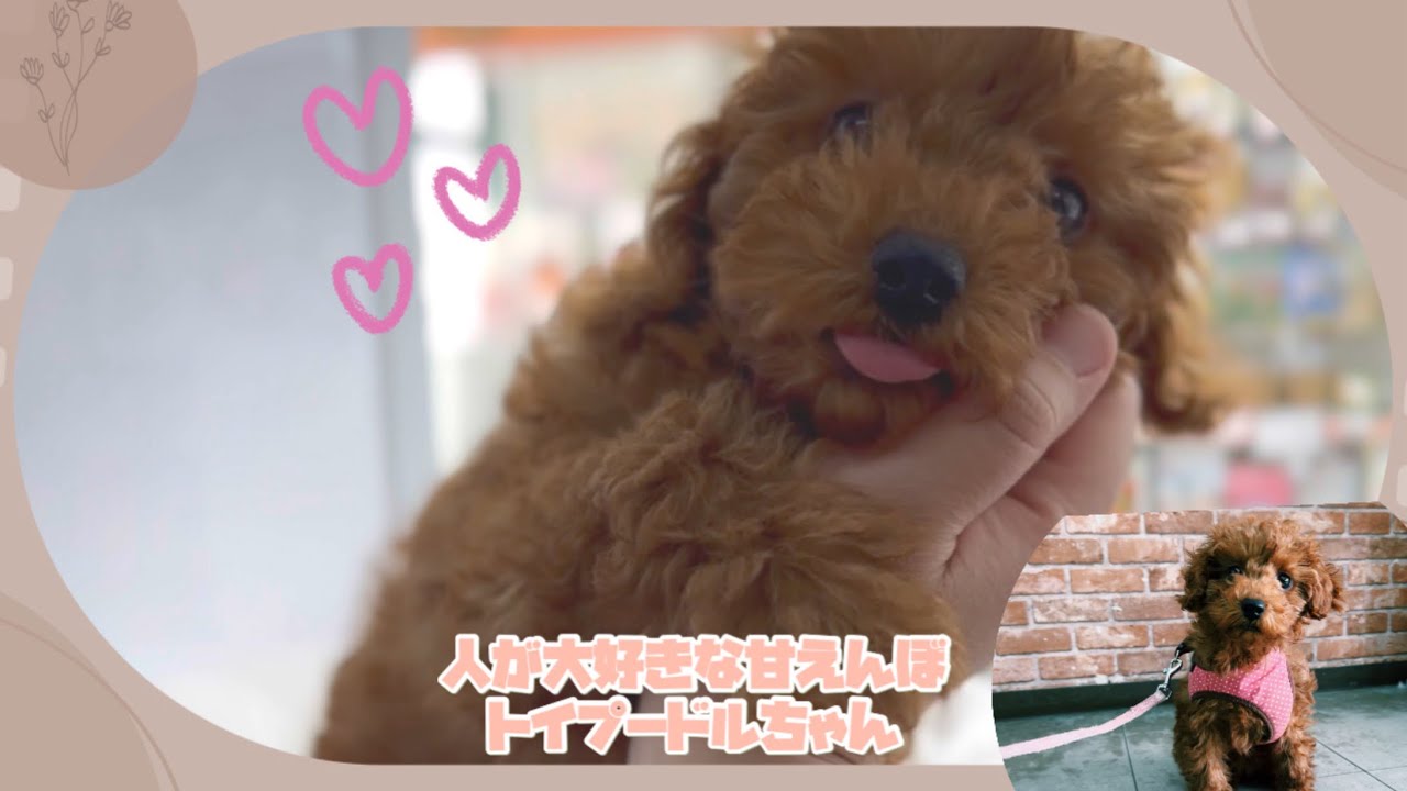ごはん大好き♡あまえんぼプーちゃん