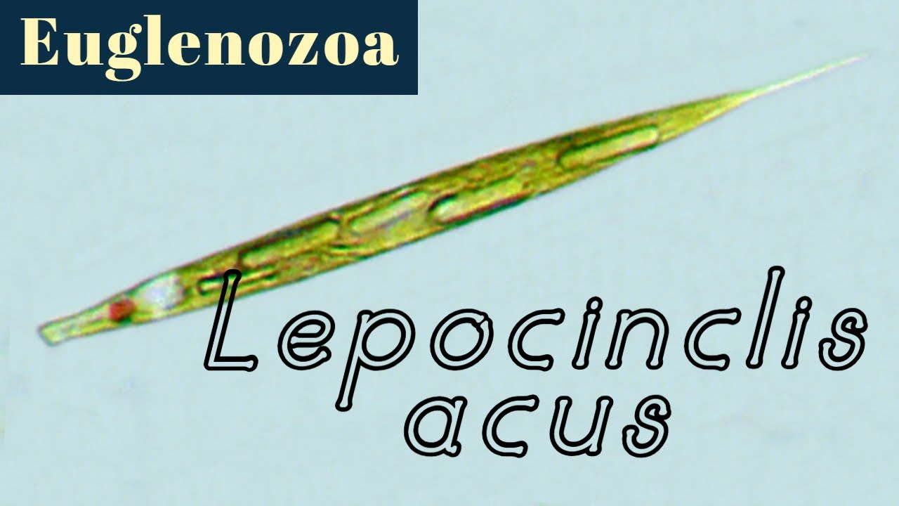 Lepocinclis acus (Euglenozoa)