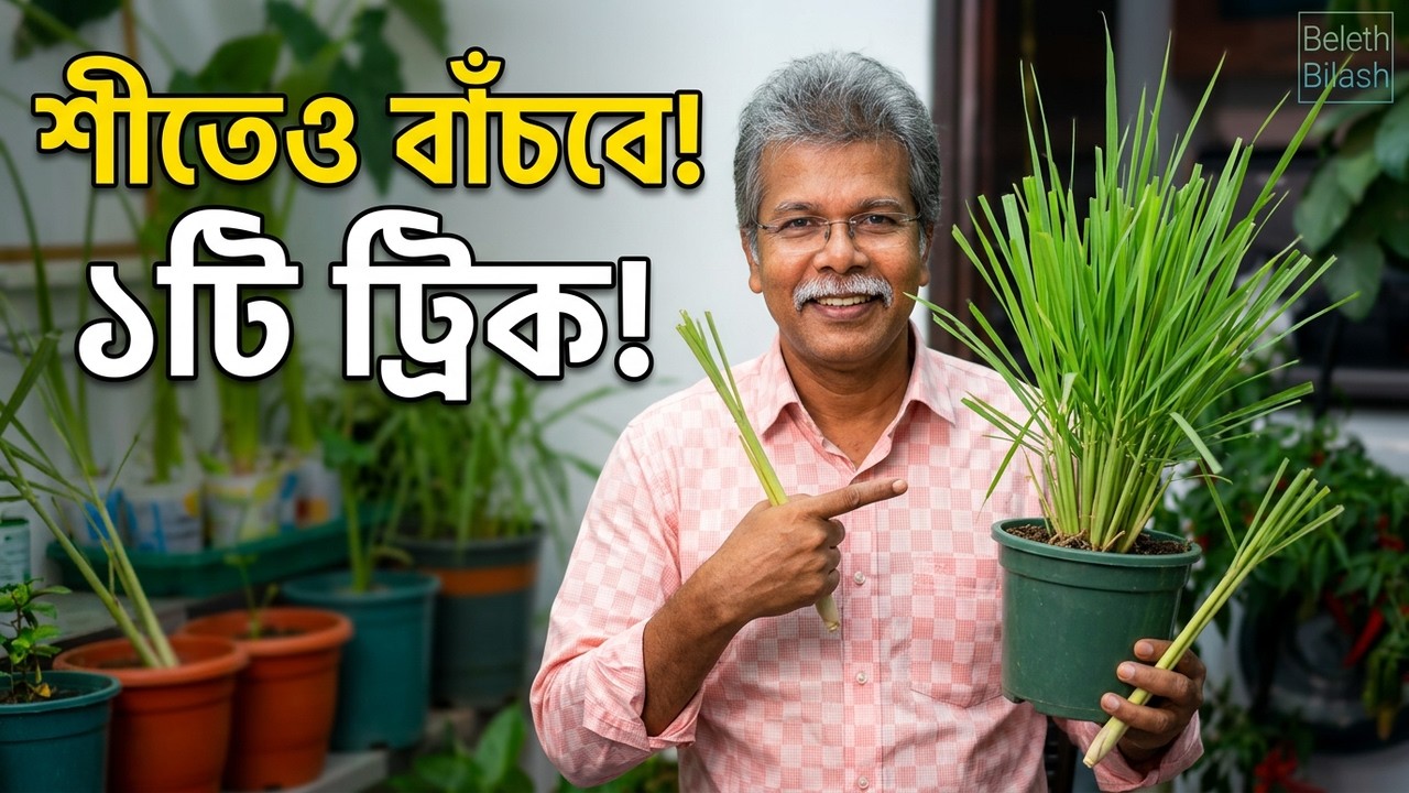🎯 মাত্র ১টা ট্রিক জানলেই শীতের দেশে থাই লেমন গ্রাস টিকে থাকবে বছরের পর বছর | Beleth Bilash