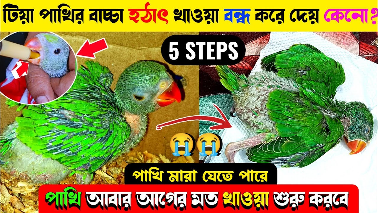 ২ মাসের টিয়া পাখি হঠাৎ খাওয়া দাওয়া বন্ধ করে দিলে কি করবেন? || কিভাবে তাকে আবার খাওয়াবেন?
