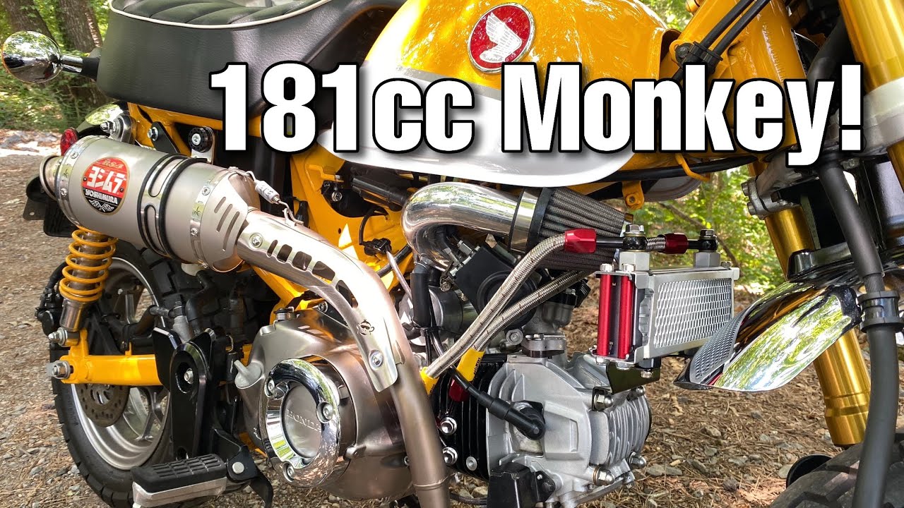 181cc Big Bore on the Honda Monkey!