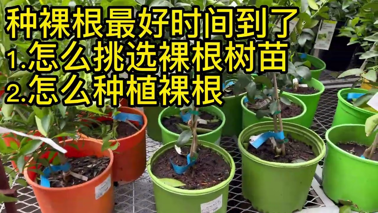 【080 探店】逛苗圃payless / homedepot 什么值得买？果树怎么挑？裸根怎么种？