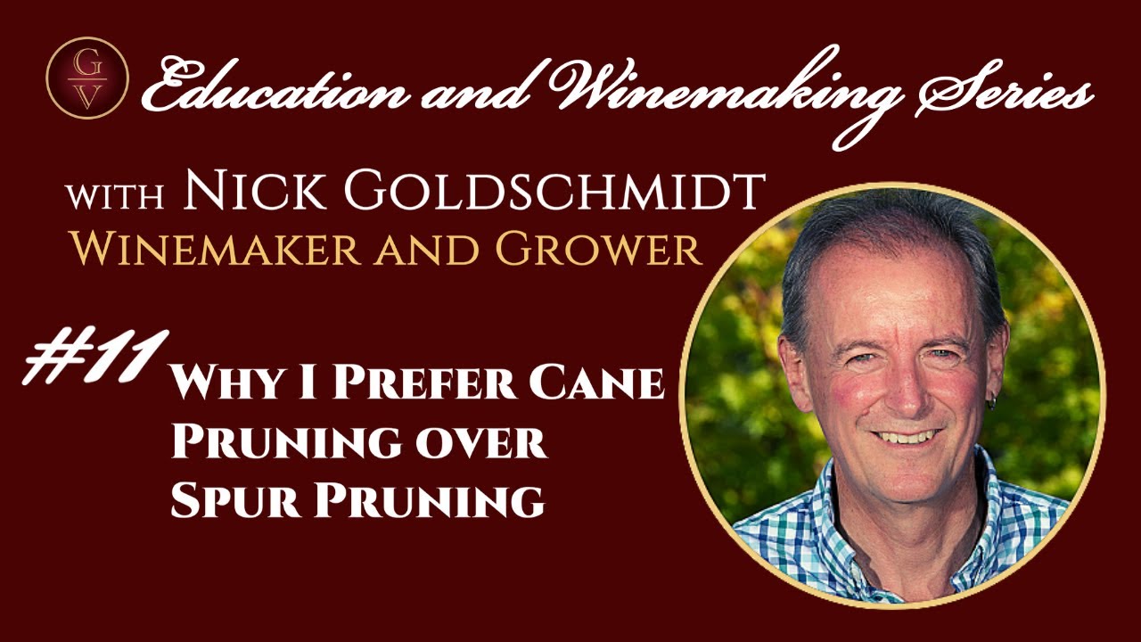 Why I Prefer Cane Pruning over Spur Pruning