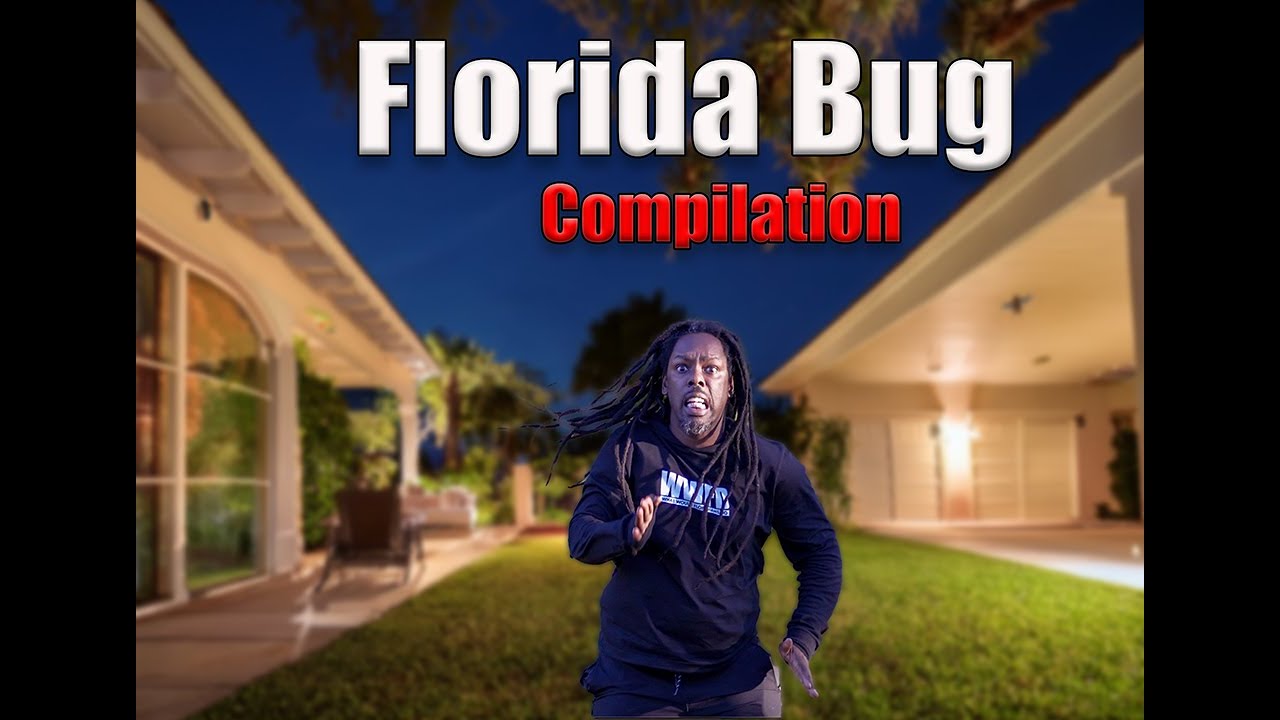 Florida Insects Are Insane